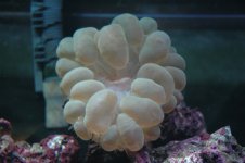 green bubble coral.jpg