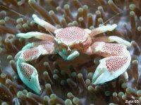 Porcelain Crab.jpg