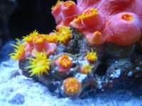sun coral small.jpg
