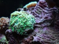 coral problem 2.jpg