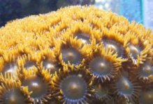 zoas.jpg