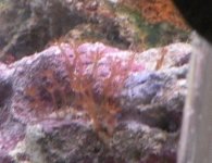 polyps.jpg