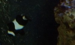 black clown.jpg