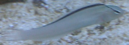 fish.jpg
