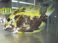 mottled tang 1.jpg