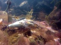 shrimp.jpg