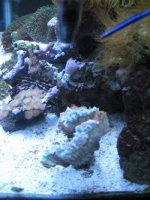 fox coral 2.jpg