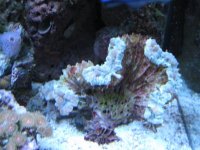 fox coral 4.jpg