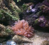 anemone.jpg