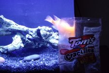 Fish food.jpg