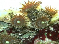 Neozoanthusopen.jpg