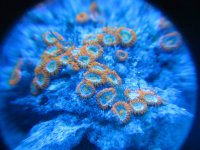 orange zoa 2.jpg