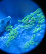 green zoa 3.jpg