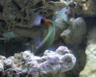 Wrasse hunting.jpg