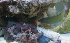 wrasse  huntng 2.jpg