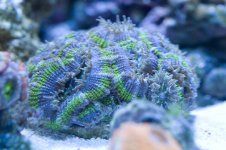 purple and green acan.jpg