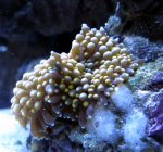 11 03 08 ric split.JPG