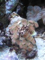 zoanthids 004.jpg