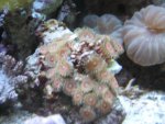zoanthids 003.jpg