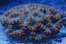 Acan2.jpg