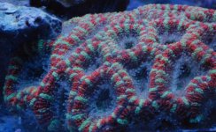 Acan1.jpg