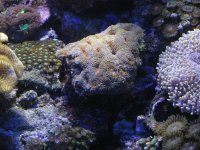 acan1a.JPG