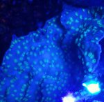 2020-02-29 03.21.14 2.jpg