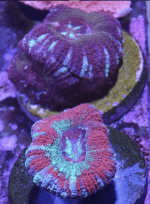 Screen Shot 2020-04-08 at 4.39.17 PM.png