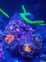 2020-04-18_15.09.15.jpg 2020-04-18_15.09.15.jpg