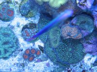 tank shots 138.JPG