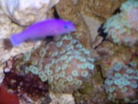 trade coarls 002.JPG