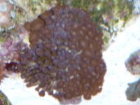 trade coarls 004.JPG