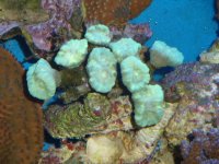 trade coarls 005.JPG