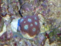 trade coarls 006.JPG