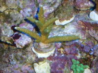 trade coarls 007.JPG