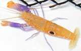 Purple claw pistol shrimp (bullseye).jpg