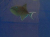 fishtank 2007 002.jpg