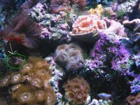 mr%20reef.jpg