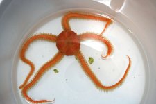 brittle_star.jpg