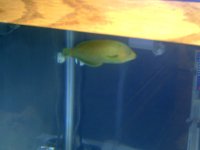 fishtank 2007 009.jpg