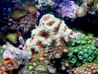 reef 2008 & much more 271.jpg
