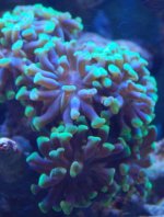 Neon Green Hammer.jpg