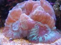 Trachyphyllia.JPG