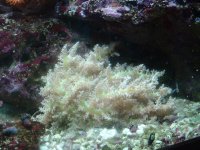 apartment and fish 054.JPG
