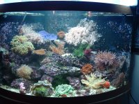 apartment and fish 057.JPG