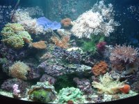 apartment and fish 058.JPG