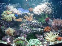 apartment and fish 059.JPG
