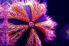Tux sea urchin red.jpg