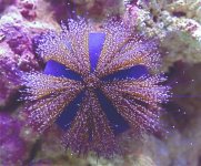 Tuxedo sea urchin Blue.jpg