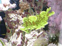 Green Highlighter.jpg